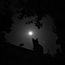 Reborn from Ashes Discord server icon