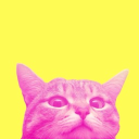 ᴄʜᴜᴅꜱ Discord server icon