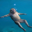 Floatin Monke Discord server icon