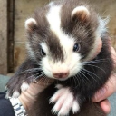 yaoi central Discord server icon