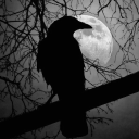 🍷 𝖳𝗁𝖾 𝖡𝗅𝖺𝖼𝗄 𝖠𝗌𝗌𝖾𝗆𝖻𝗅𝗒 🥀 Discord server icon