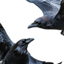 Birdbox Discord server icon