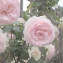 ⋆｡˚꒰ঌ 𝒩𝒞𝑅𝐸𝒲 ໒꒱˚｡⋆ Discord server icon