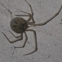 ⛩Theons Shattered Monastery⛩ Discord server icon