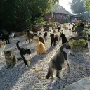 🐾 Mittensburg 🐾