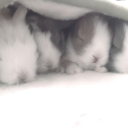 ᜊ ravire Discord server icon