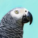 Avian Advocates