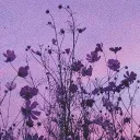 Lavender Medows ☁