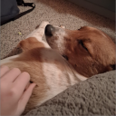 Sym Discord server icon