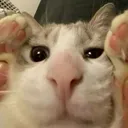 looking