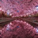 Kora's Hub Discord server icon