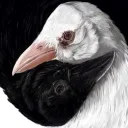 》The Avian Atlass Chronicles 🕊