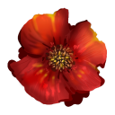 𝐊𝐨𝐧𝐬𝐭𝐚𝐧𝐳𝐢𝐬𝐜𝐡𝐞𝐬 𝐊𝐚𝐢𝐬𝐞𝐫𝐫𝐞𝐢𝐜𝐡 Discord server icon