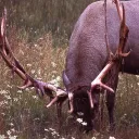 Small Elk Creek