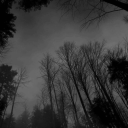 ❤ 𝔽𝕠𝕣𝕖𝕤𝕥 𝕠𝕗 𝔻𝕒𝕣𝕜𝕟𝕖𝕤𝕤 Discord server icon