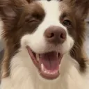 || mongrel mutts Discord server icon