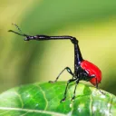 Bugtopia