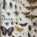 The Bug Den Discord server icon