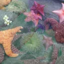 coral