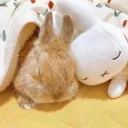 ❀　₊　𖨂💛　　bunny hideout