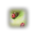 ฀฀฀฀฀฀฀𓈒฀฀฀฀ ✿゛   Snailwood   ১𓏼฀฀฀฀฀𓈒 Discord server icon