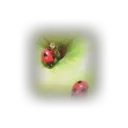 ฀฀฀฀฀฀฀𓈒฀฀฀฀ ✿゛   Snailwood   ১𓏼฀฀฀฀฀𓈒