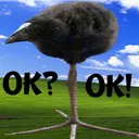 Silly Pukeko Syndicate