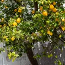Lemon tree.