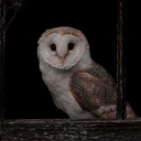 THE COURT OF OWLS