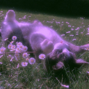 ⋆₊˚꒰ Lunaria ꒱˚₊⋆ Discord server icon