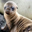 The furry den!! Discord server icon