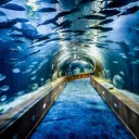 Aquatic Haven