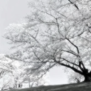 Six and sosa’s party Discord server icon