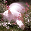 𑣲⋆｡˚𝐶ℎ𝑖𝑙𝑙 𝑉𝑖𝑏𝑒𝑠*. 𓏲ּ𝄢 ₊ ⊹𝐶𝑎𝑡 𝐹𝑎𝑛𝑡𝑎𝑠𝑦 ⋆˙⟡𝐿𝑜𝑢𝑛𝑔𝑒⋆˙⟡♡ Discord server icon