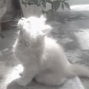 canım