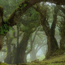 The Aspen Grove Discord server icon