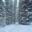 Isaac's Snowy Forest 🌨