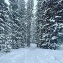 Isaac's Snowy Forest 🌨 Discord server icon