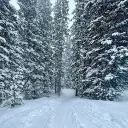 Isaac's Snowy Forest 🌨