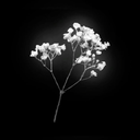 Bloom™