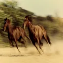 HORSE GANG #700
