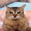 —baddies server!! Discord server icon