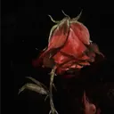 The Rose & The Wand server icon
