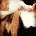 ฅ ฅ  𓏼  Patterned Paws  ᓚᘏᗢ
