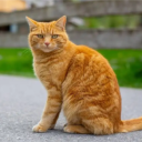 CAT Empire Discord server icon