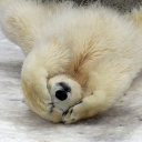 cubs Discord server icon