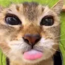 Kitty Kitty Kitty Fan Club :PP