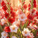 𝔊𝔩𝔞𝔡𝔦𝔬𝔩𝔲𝔰 𝔊𝔞𝔯𝔡𝔢𝔫𝔰 Discord server icon