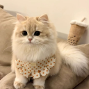 shlump Discord server icon