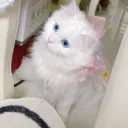 ⁺‧₊˚ ཐི⋆S€Ř€ŇĮŦ¥'Ş VØƗĐ⋆ཋྀ ˚₊‧⁺
